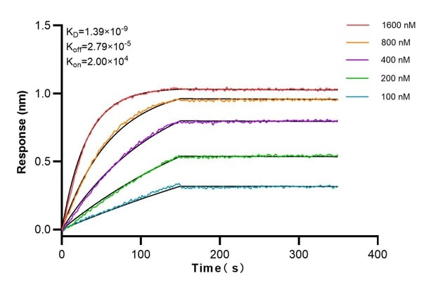 Affinity and Kinetic Characterization of 66810-1-Ig