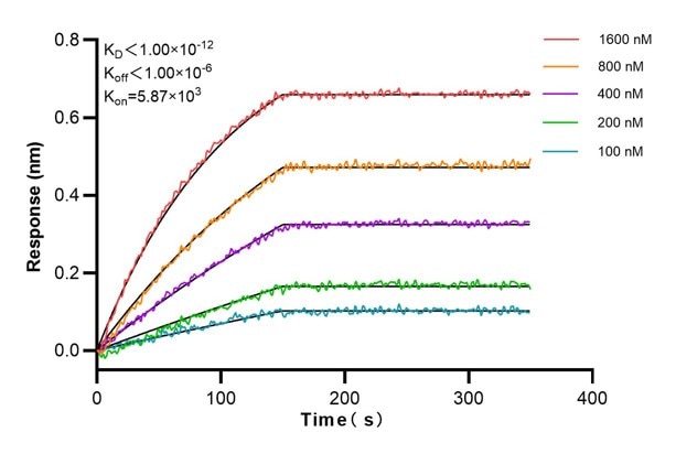 Affinity and Kinetic Characterization of 66810-2-Ig