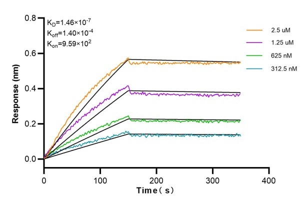Affinity and Kinetic Characterization of 66867-2-Ig