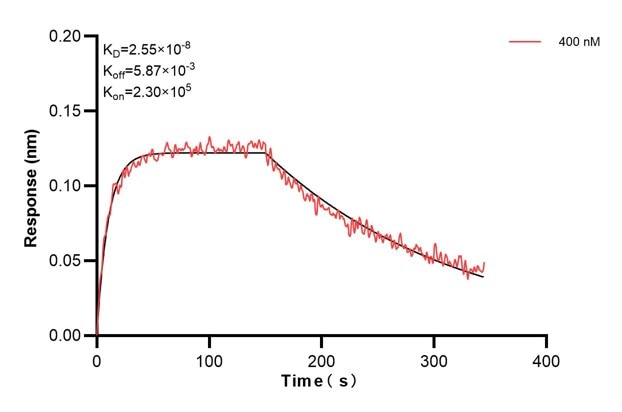 Biolayer interferometry (BLl) kinetic assay of 66875-2-Ig against Human SREBF1 was performed. The affinity constant is 25.5 nM... Affinity and Kinetic Characterization of 66875-2-PBS