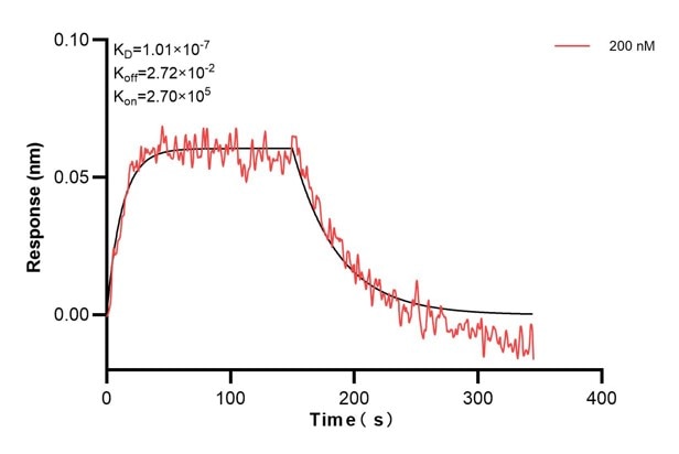 Biolayer interferometry (BLl) kinetic assay of 66875-3-Ig against Human SREBF1 was performed. The affinity constant is 101 nM... Affinity and Kinetic Characterization of 66875-3-PBS