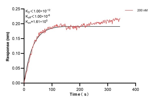Biolayer interferometry (BLl) kinetic assay of 66903-3-Ig against Human Calnexin was performed. The affinity constant is below 1 pM... Affinity and Kinetic Characterization of 66903-3-PBS