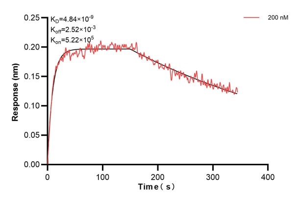 Affinity and Kinetic Characterization of 66914-1-Ig