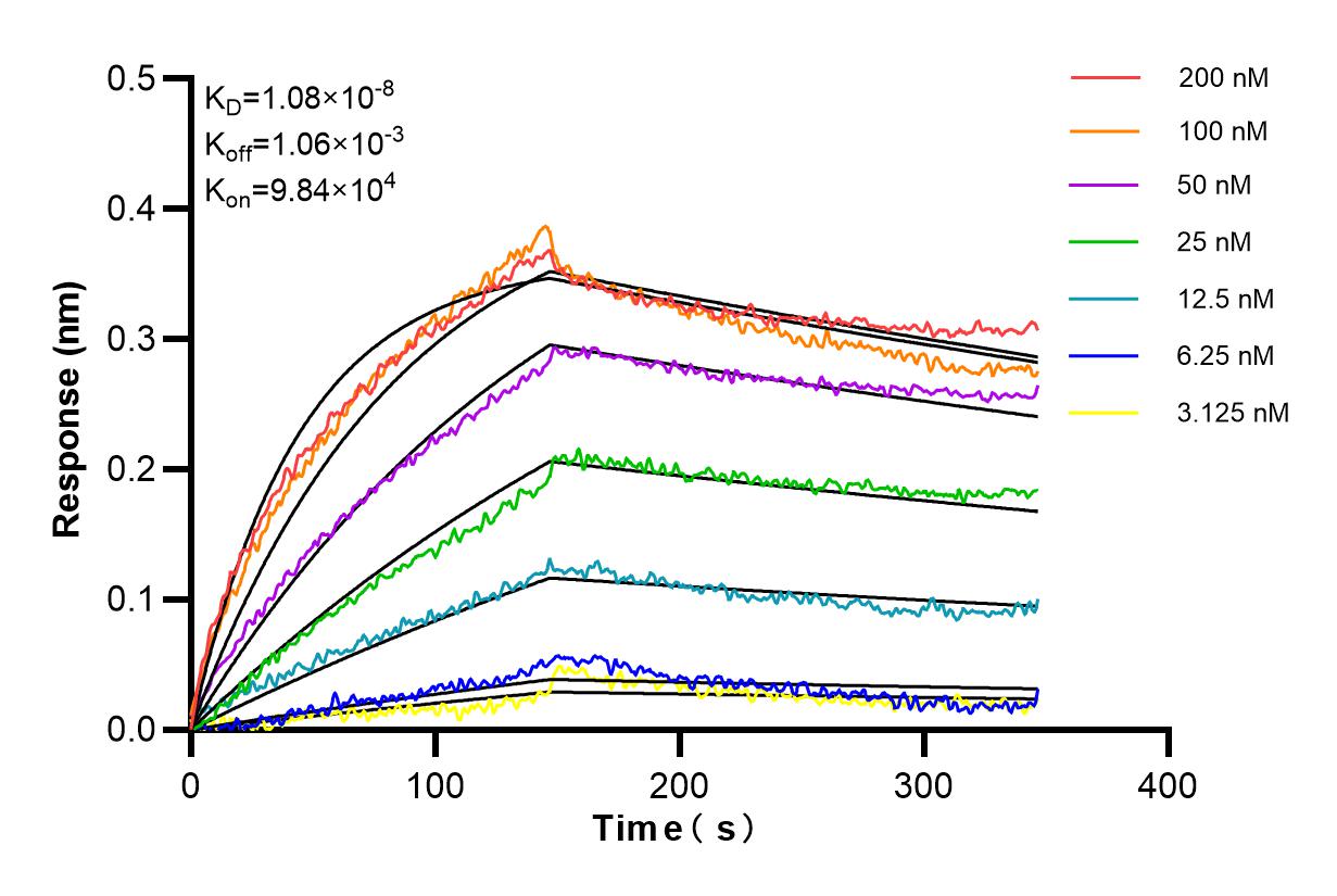 Affinity and Kinetic Characterization of 66916-1-PBS Affinity and Kinetic Characterization of 66916-1-PBS