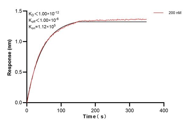 Biolayer interferometry (BLl) kinetic assay of 66922-3-Ig against Human Integrin beta-4 was performed. The affinity constant is below 1 pM. Affinity and Kinetic Characterization of 66922-3-PBS