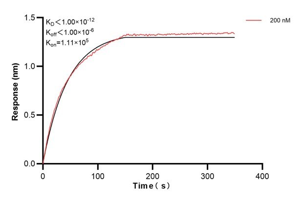 Biolayer interferometry (BLl) kinetic assay of 66922-4-Ig against Human Integrin beta-4 was performed. The affinity constant is below 1 pM. Affinity and Kinetic Characterization of 66922-4-PBS