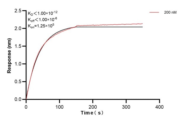 Biolayer interferometry (BLl) kinetic assay of 66922-6-Ig against Human Integrin beta-4 was performed. The affinity constant is below 1 pM. Affinity and Kinetic Characterization of 66922-6-PBS