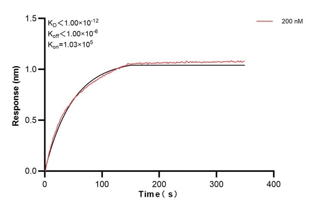 Biolayer interferometry (BLl) kinetic assay of 66922-8-Ig against Human Integrin beta-4 was performed. The affinity constant is below 1 pM. Affinity and Kinetic Characterization of 66922-8-PBS