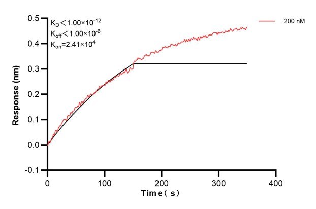 Biolayer interferometry (BLl) kinetic assay of 66928-2-Ig against Human CFTR was performed. The affinity constant is below 1 pM. Affinity and Kinetic Characterization of 66928-2-PBS