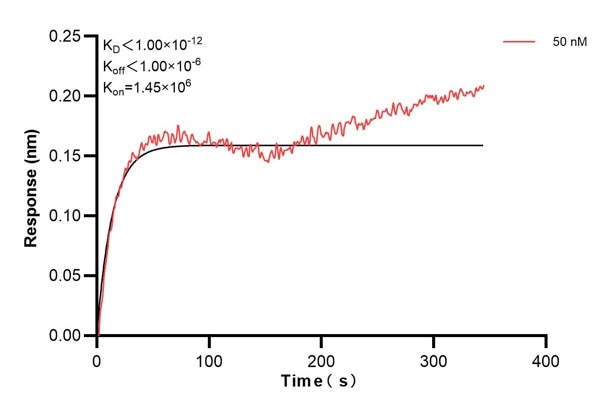 Biolayer interferometry (BLl) kinetic assay of 66928-3-Ig against Human CFTR was performed. The affinity constant is below 1 pM. Affinity and Kinetic Characterization of 66928-3-PBS