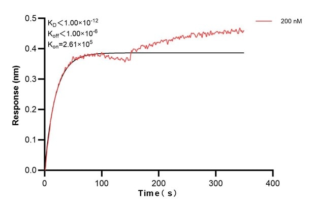 Biolayer interferometry (BLl) kinetic assay of 66928-4-Ig against Human CFTR was performed. The affinity constant is below 1 pM. Affinity and Kinetic Characterization of 66928-4-PBS