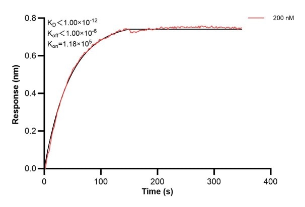 Affinity and Kinetic Characterization of 66932-2-Ig