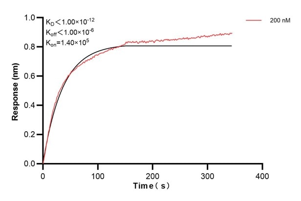 Affinity and Kinetic Characterization of 66953-3-PBS