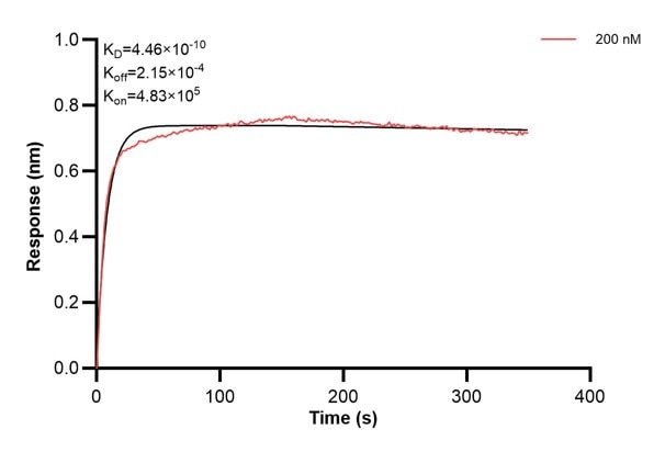 Affinity and Kinetic Characterization of 66984-2-PBS Affinity and Kinetic Characterization of 66984-2-PBS