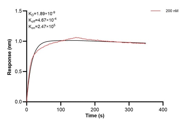 Affinity and Kinetic Characterization of 66984-5-PBS