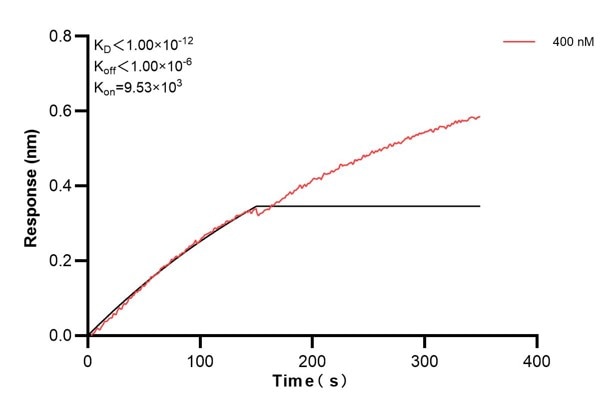 Affinity and Kinetic Characterization of 67067-1-Ig