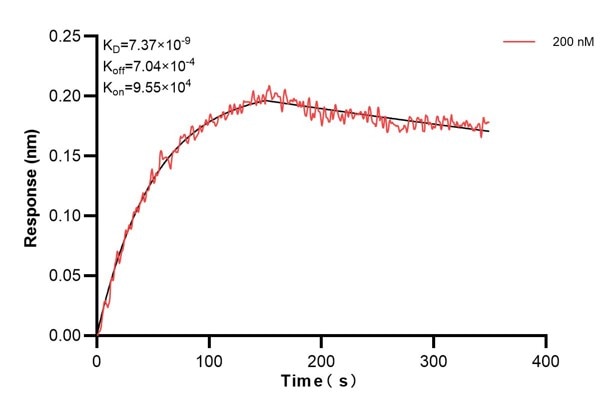 Biolayer interferometry (BLl) kinetic assay of 67237-1-Ig against Human S100A1 was performed. The affinity constant is 7.37 nM. Affinity and Kinetic Characterization of 67237-1-Ig