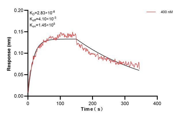 Biolayer interferometry (BLl) kinetic assay of 67237-2-Ig against Human S100A1 was performed. The affinity constant is 28.3 nM. Affinity and Kinetic Characterization of 67237-2-PBS