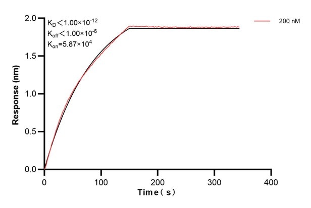 Biolayer interferometry (BLl) kinetic assays of 67245-3-Ig against Human SIRT3 were performed. The affinity constant is below 1 pM. Affinity and Kinetic Characterization of 67245-3-PBS