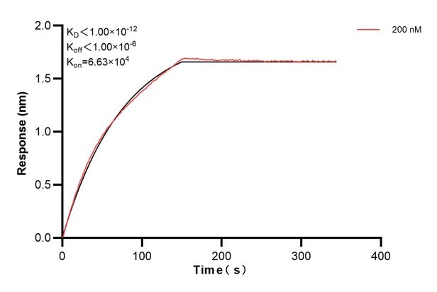 Biolayer interferometry (BLl) kinetic assays of 67245-5-Ig against Human SIRT3 were performed. The affinity constant is below 1 pM. Affinity and Kinetic Characterization of 67245-5-PBS