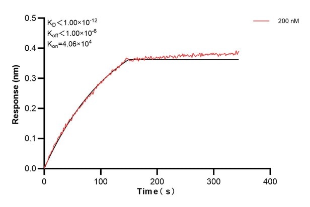 Biolayer interferometry (BLl) kinetic assays of 67245-6-Ig against Human SIRT3 were performed. The affinity constant is below 1 pM. Affinity and Kinetic Characterization of 67245-6-PBS