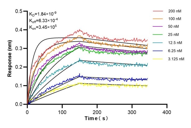 Affinity and Kinetic Characterization of 67261-2-PBS