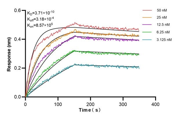 Affinity and Kinetic Characterization of 67261-4-PBS