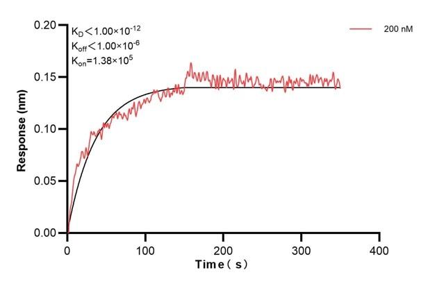 Biolayer interferometry (BLl) kinetic assay of 67346-3-Ig against Human PTGS1 was performed. The affinity constant is below 1 pM. Affinity and Kinetic Characterization of 67346-3-PBS