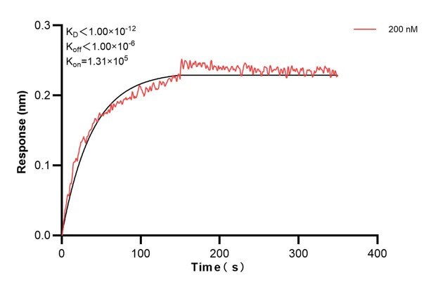 Biolayer interferometry (BLl) kinetic assay of 67346-4-Ig against Human PTGS1 was performed. The affinity constant is below 1 pM. Affinity and Kinetic Characterization of 67346-4-PBS