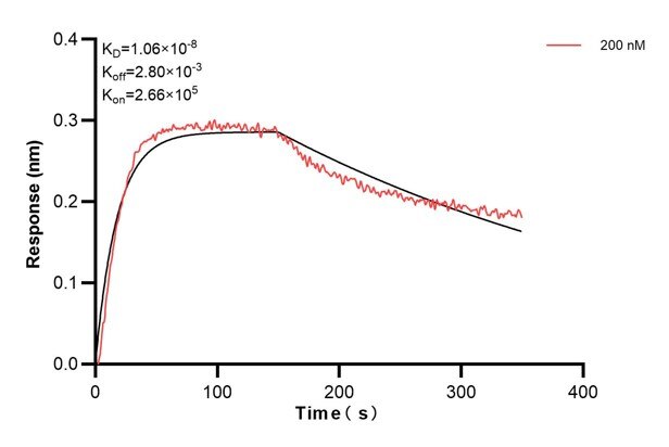 Biolayer interferometry (BLl) kinetic assay of 67346-6-Ig against Human PTGS1 was performed. The affinity constant is 10.6 nM. Affinity and Kinetic Characterization of 67346-6-PBS