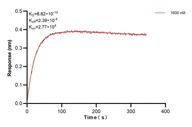 Biolayer interferometry (BLl) kinetic assays of 67370-7-Ig against Human CEP164 were performed. The affinity constant is 0.862 nM. Affinity and Kinetic Characterization of 67370-7-PBS
