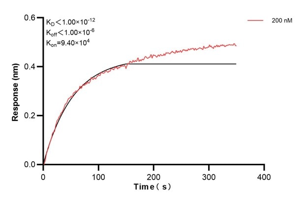Biolayer interferometry (BLl) kinetic assay of 67411-2-Ig against Human TYK2 was performed. The affinity constant is below 1 pM. Affinity and Kinetic Characterization of 67411-2-PBS