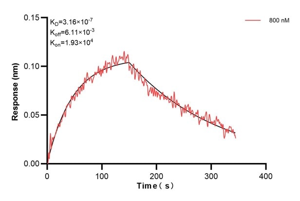 Biolayer interferometry (BLl) kinetic assay of 67411-4-Ig against Human TYK2 was performed. The affinity constant is 316 nM. Affinity and Kinetic Characterization of 67411-4-PBS