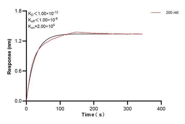 Biolayer interferometry (BLl) kinetic assay of 67416-2-Ig against Human ERO1L was performed. The affinity constant is below 1 pM... Affinity and Kinetic Characterization of 67416-2-PBS