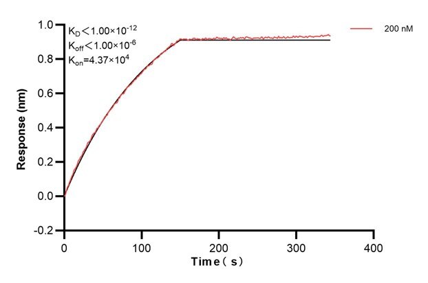 Biolayer interferometry (BLl) kinetic assay of 67416-3-Ig against Human ERO1L was performed. The affinity constant is below 1 pM... Affinity and Kinetic Characterization of 67416-3-PBS