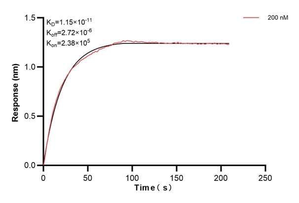 Biolayer interferometry (BLl) kinetic assay of 67416-5-Ig against Human ERO1L was performed. The affinity constant is 11.5 pM... Affinity and Kinetic Characterization of 67416-5-PBS