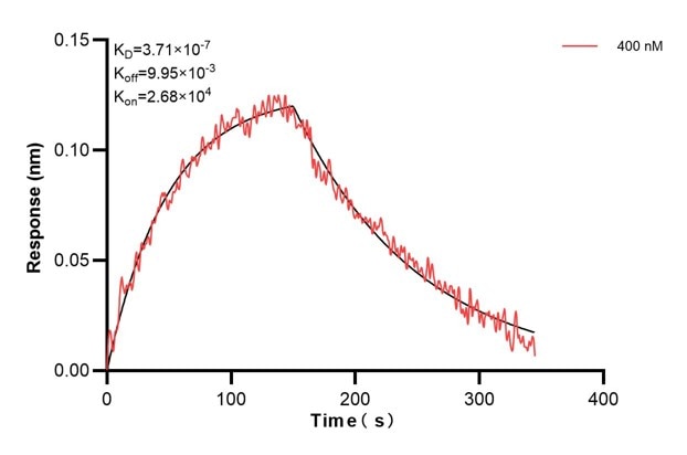 Biolayer interferometry (BLl) kinetic assay of 67421-3-Ig against Human CYP21A2 was performed. The affinity constant is 371 nM. Affinity and Kinetic Characterization of 67421-3-PBS