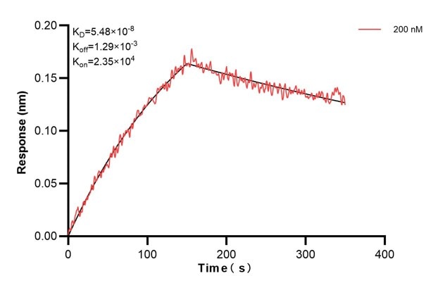 Biolayer interferometry (BLl) kinetic assay of 67445-2-Ig against Human HNRNPA2B1 was performed. The affinity constant is 54.8 nM. Affinity and Kinetic Characterization of 67445-2-PBS