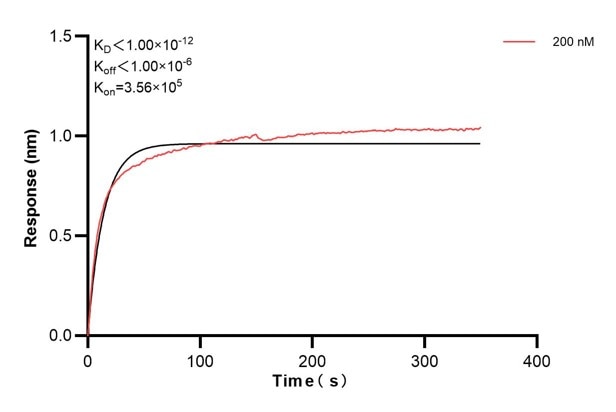 Affinity and Kinetic Characterization of 67450-1-Ig