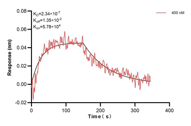 Biolayer interferometry (BLl) kinetic assay of 67477-2-Ig against Human ERAP2 was performed. The affinity constant is 234 nM... Affinity and Kinetic Characterization of 67477-2-PBS