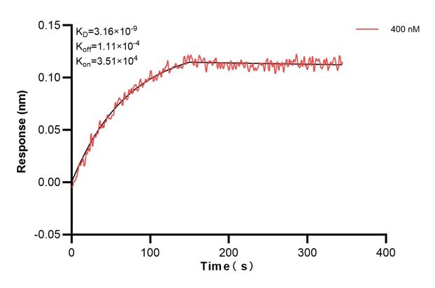 Biolayer interferometry (BLl) kinetic assay of 67477-3-Ig against Human ERAP2 was performed. The affinity constant is 3.16 nM... Affinity and Kinetic Characterization of 67477-3-PBS