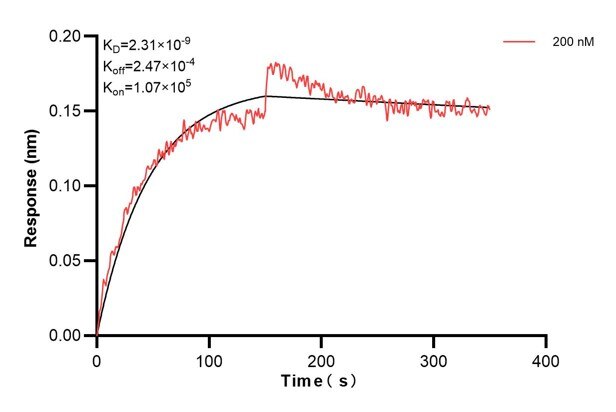 Biolayer interferometry (BLl) kinetic assay of 67572-2-Ig against Human HSD3B2 was performed. The affinity constant is 2.31 nM. Affinity and Kinetic Characterization of 67572-2-PBS