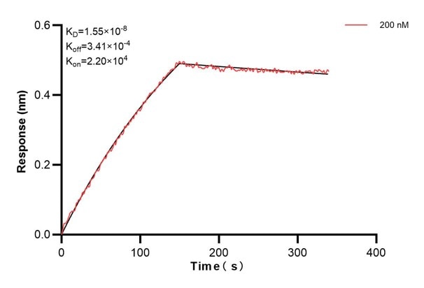 Biolayer interferometry (BLl) kinetic assay of 67572-5-Ig against Human HSD3B2 was performed. The affinity constant is 15.5 nM. Affinity and Kinetic Characterization of 67572-5-PBS