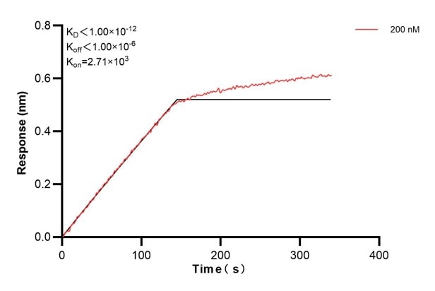 Biolayer interferometry (BLl) kinetic assays of 67599-4-Ig against Human Prx5 were performed. The affinity constant is below 1 pM. Affinity and Kinetic Characterization of 67599-4-PBS