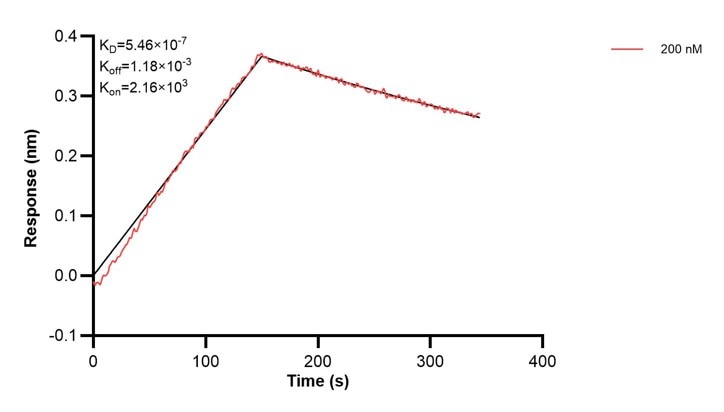 Affinity and Kinetic Characterization of 67600-4-PBS Affinity and Kinetic Characterization of 67600-4-PBS