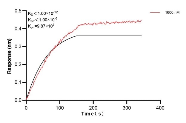 Biolayer interferometry (BLl) kinetic assays of 67605-2-Ig against Human CD63 were performed. The affinity constant is below 1 pM. Affinity and Kinetic Characterization of 67605-2-PBS