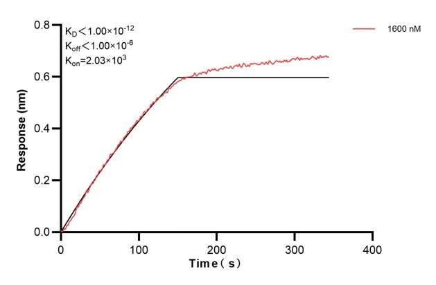 Biolayer interferometry (BLl) kinetic assays of 67605-3-Ig against Human CD63 were performed. The affinity constant is below 1 pM. Affinity and Kinetic Characterization of 67605-3-PBS