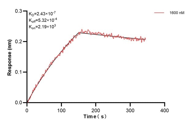 Biolayer interferometry (BLl) kinetic assays of 67605-4-Ig against Human CD63 were performed. The affinity constant is 243 nM. Affinity and Kinetic Characterization of 67605-4-PBS