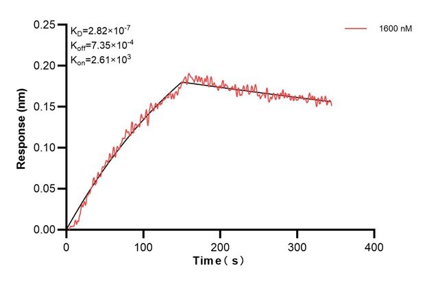 Biolayer interferometry (BLl) kinetic assays of 67605-5-Ig against Human CD63 were performed. The affinity constant is 282 nM. Affinity and Kinetic Characterization of 67605-5-PBS