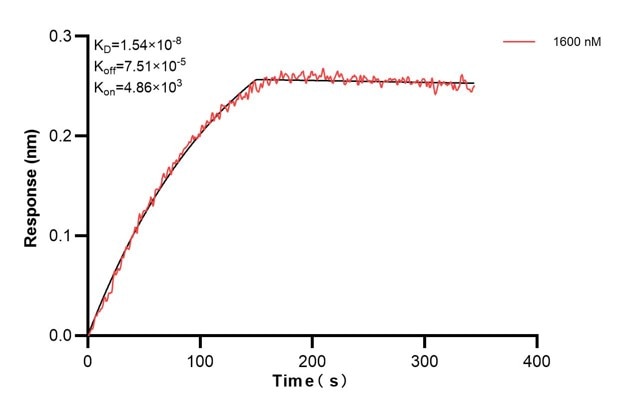 Biolayer interferometry (BLl) kinetic assays of 67605-6-Ig against Human CD63 were performed. The affinity constant is 15.4 nM. Affinity and Kinetic Characterization of 67605-6-PBS